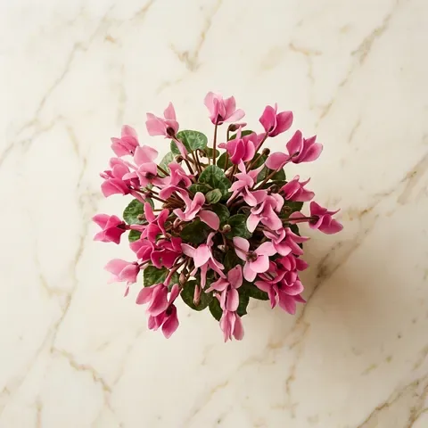 Cyclamen