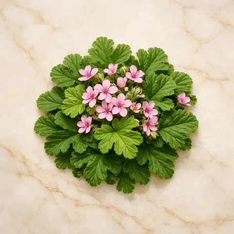 Geranium
