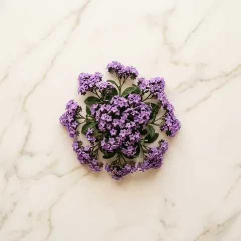 Heliotrope