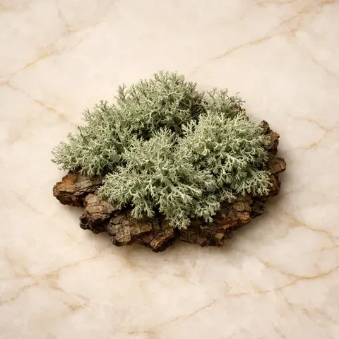 Moss