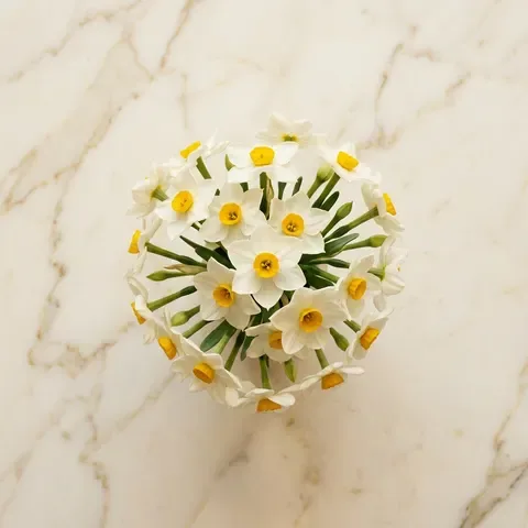Narcissus