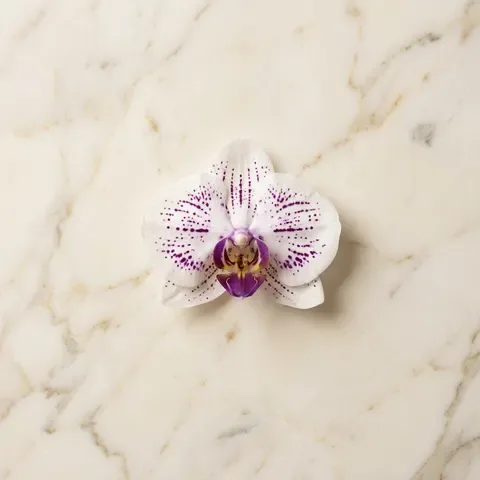 Sugar Orchid