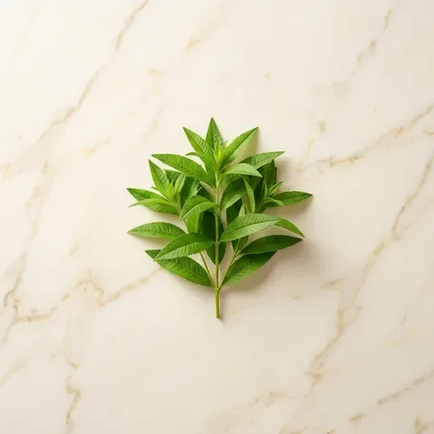 Verbena